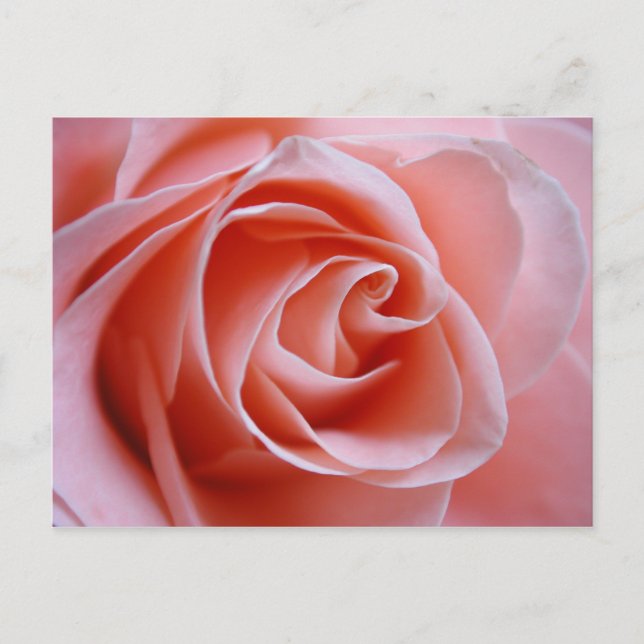Pink Rose Postcard (Front)
