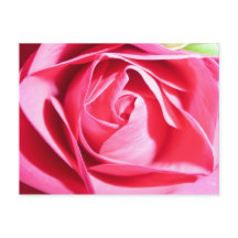Pink Rose