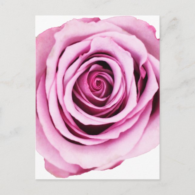 Pink Rose Postcard (Front)