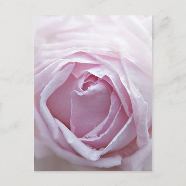 Pink rose postcard (Front)