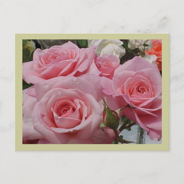 Pink Rose Postcard (Front)