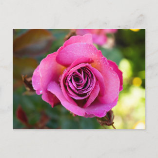 Pink Rose Postcard