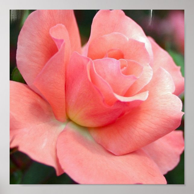 Pink Rose Poster (Front)