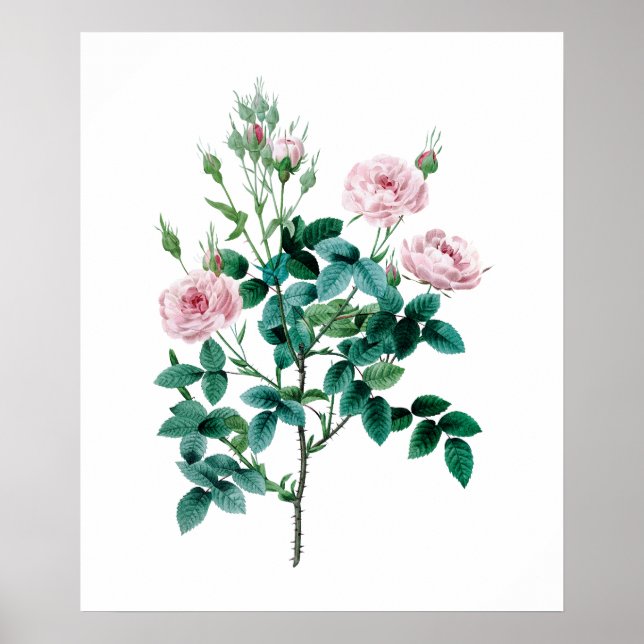 Pink rose poster (Front)