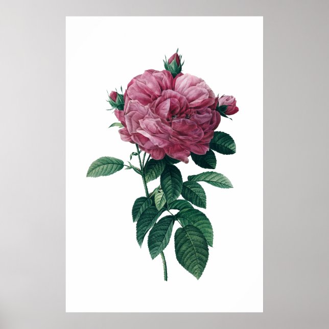 Pink rose poster (Front)