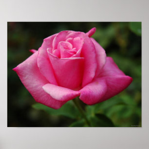 Pink Rose Poster