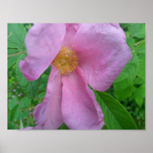Pink Rose Poster