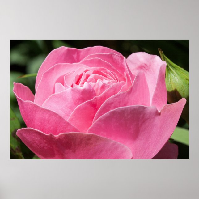 Pink rose poster (Front)