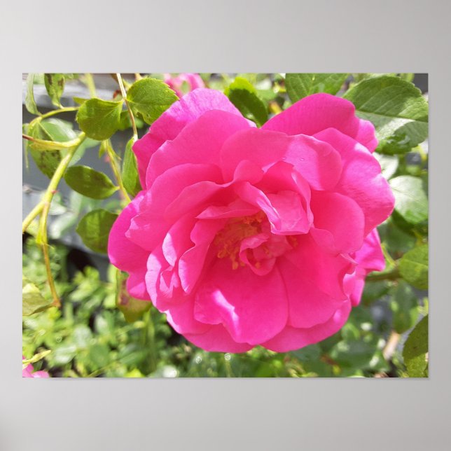 Pink Rose Poster (Front)