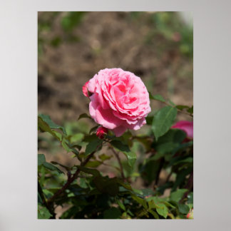 Pink Rose Poster