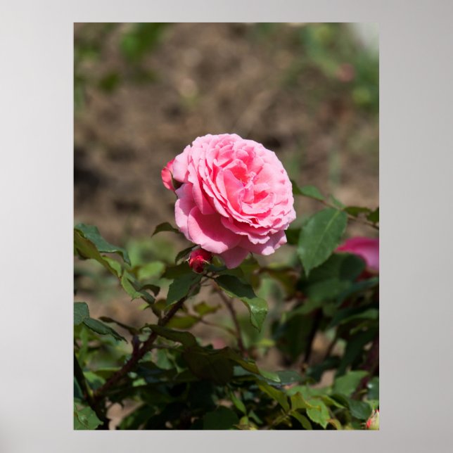 Pink Rose Poster (Front)