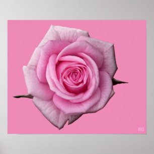 Pink Rose Poster Print Beautiful Flower Art Print