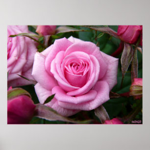 Pink Rose Poster Print Beautiful Flower Art Print