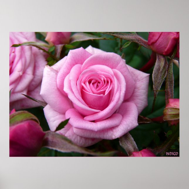 Pink Rose Poster Print Beautiful Flower Art Print (Front)