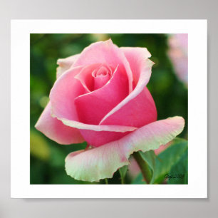 Pink Rose Print