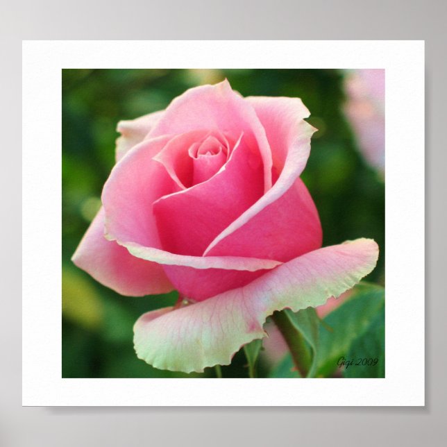 Pink Rose Print (Front)