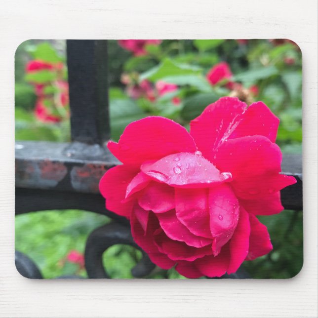 Pink Rose Raindrops Dew Garden Gate Photo Mouse Mat (Front)