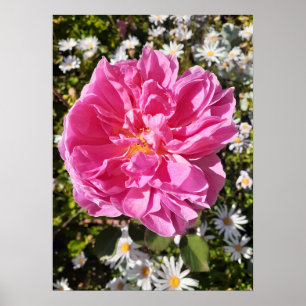 Pink Rose Roses David Austin Flower Garden Poster