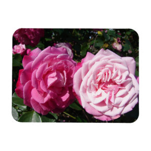 Pink Rose roses photo vintage Birthday Magnet