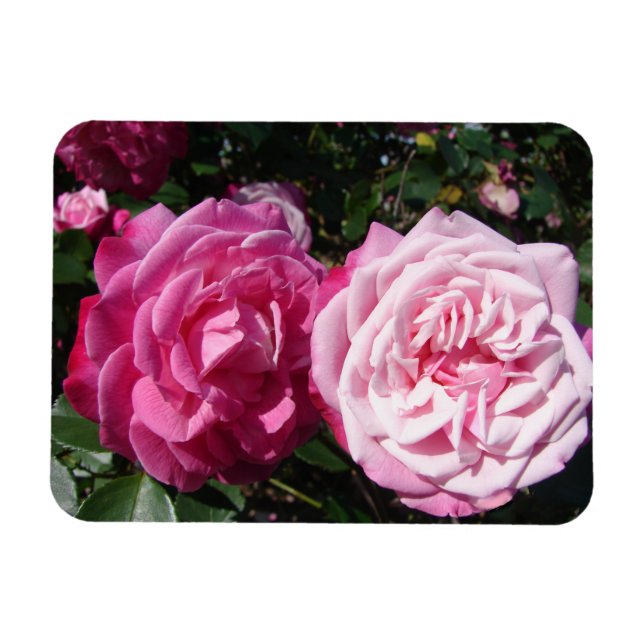 Pink Rose roses photo vintage Birthday Magnet (Horizontal)