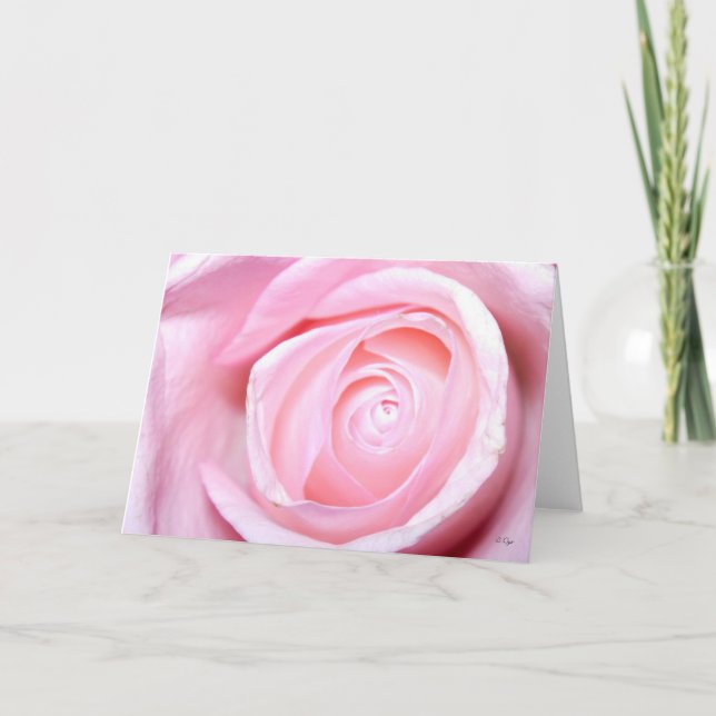 Pink Rose, S Cyr Holiday Card (Front)