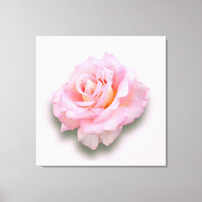 Pink Rose 'Scentsation' Canvas Print (Front)