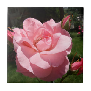 Pink Rose Small (4.25" x 4.25") Ceramic Photo Tile