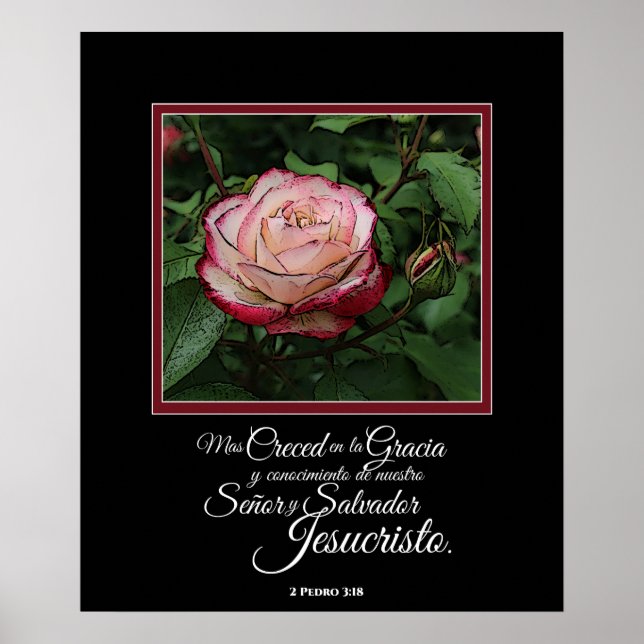 Pink Rose Spanish Bible Verse Artwork Poster (Front)