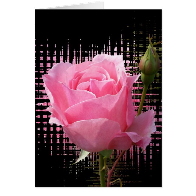 pink rose splash (Front)