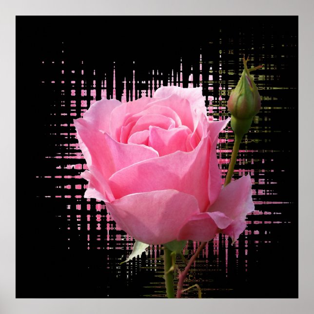 pink rose splash poster (Front)