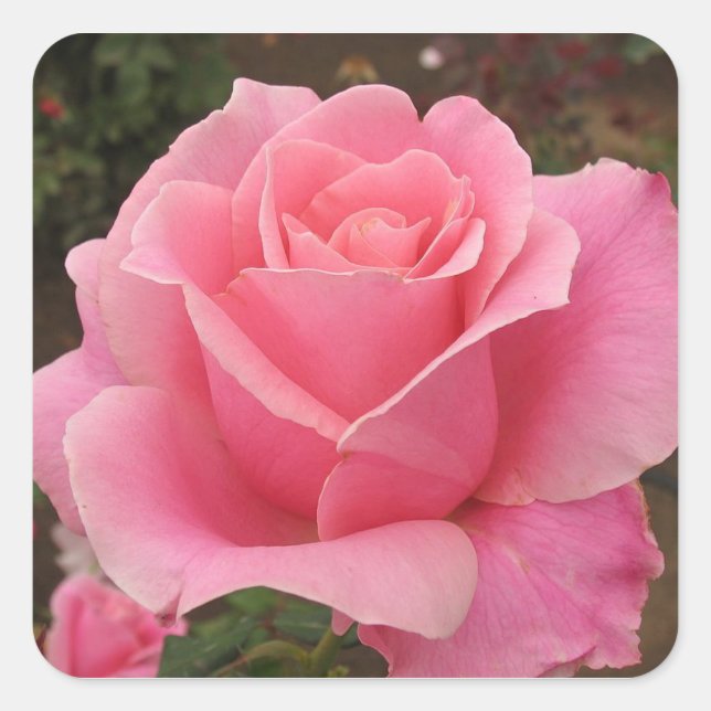 Pink Rose Square Sticker (Front)