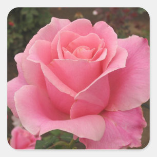 Pink Rose Square Sticker