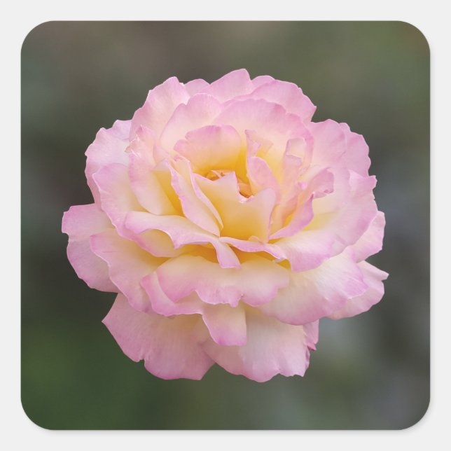 pink rose square sticker (Front)