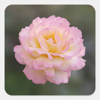 pink rose square sticker
