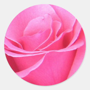 Pink Rose Sticker