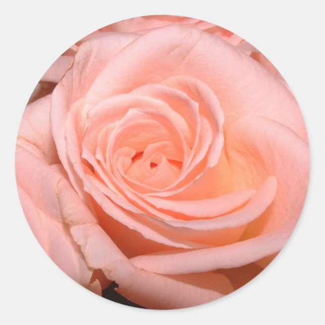 Pink Rose Sticker (Front)