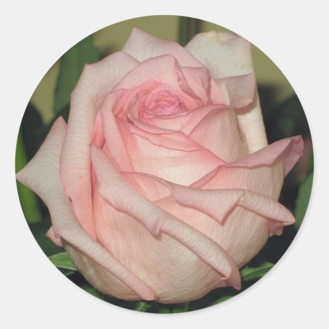 Pink Rose Sticker (Front)
