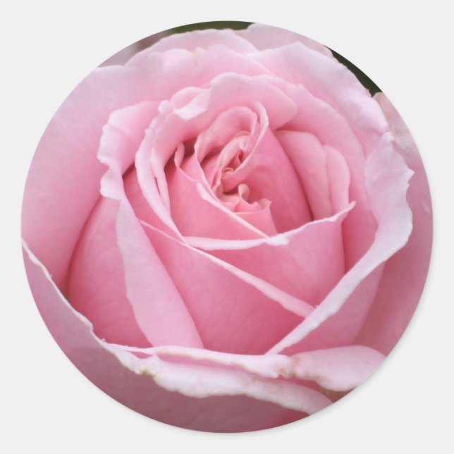 Pink Rose Sticker (Front)