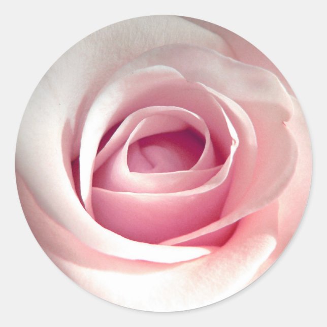 Pink Rose Stickers (Front)