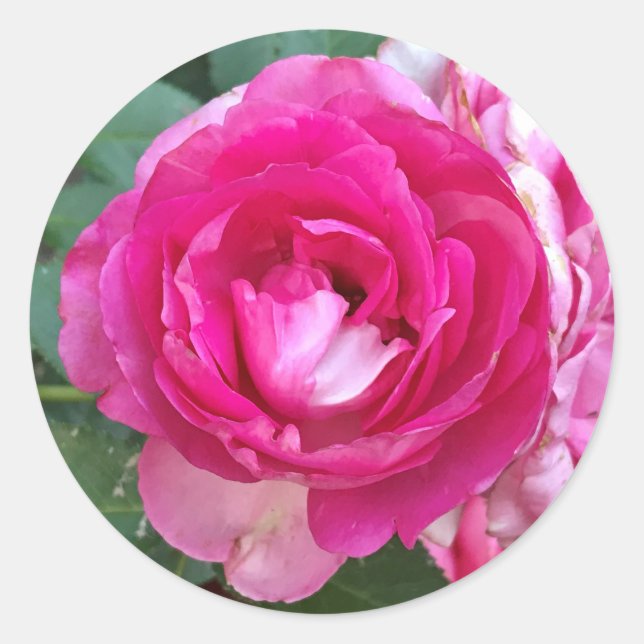 Pink Rose Stickers (Front)