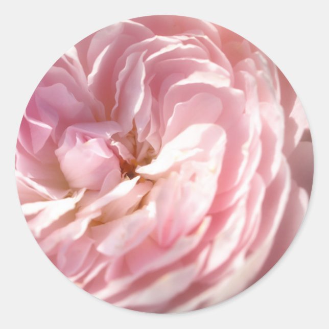 Pink Rose Stickers (Front)