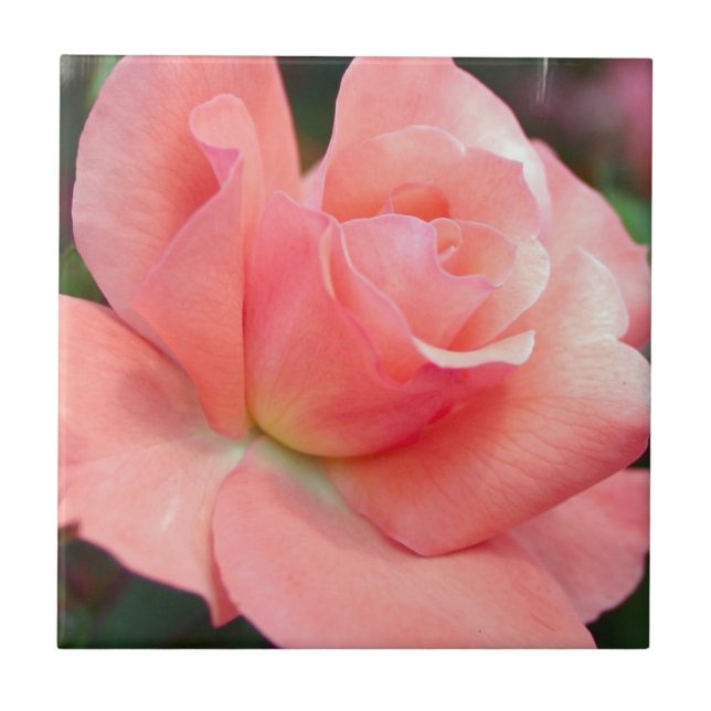 Pink Rose  Tile  (Front)