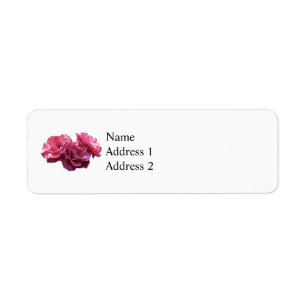 Pink Rose Trio