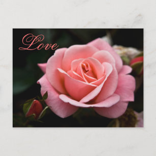 Pink Rose • Valentine's Day Postcard