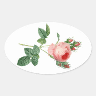 Pink rose vintage botanical illustration oval sticker