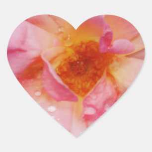 Pink Rose w/ Dew Drops Black Background Heart Sticker