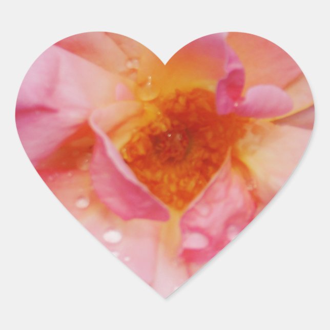 Pink Rose w/ Dew Drops Black Background Heart Sticker (Front)