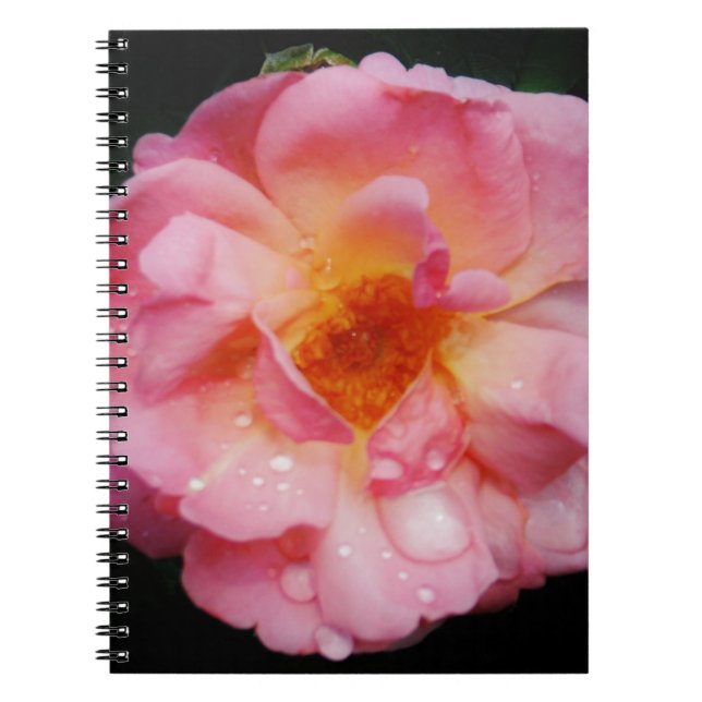 Pink Rose w/ Dew Drops Black Background Notebook (Front)