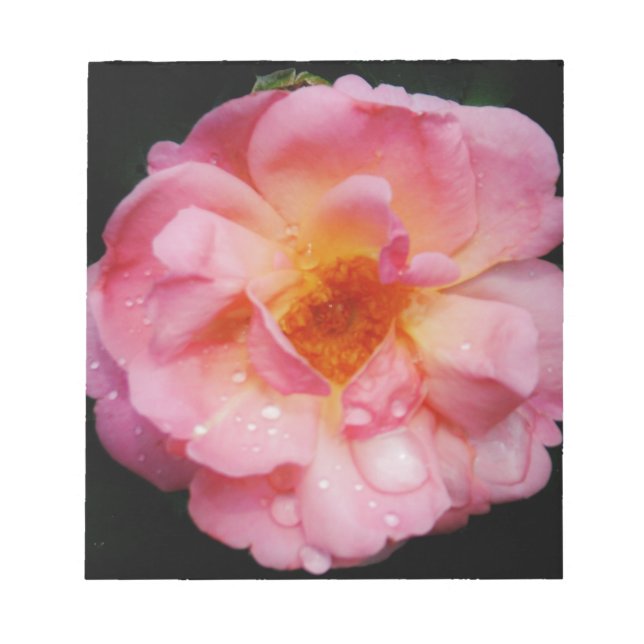 Pink Rose w/ Dew Drops Black Background Notepad (Front)