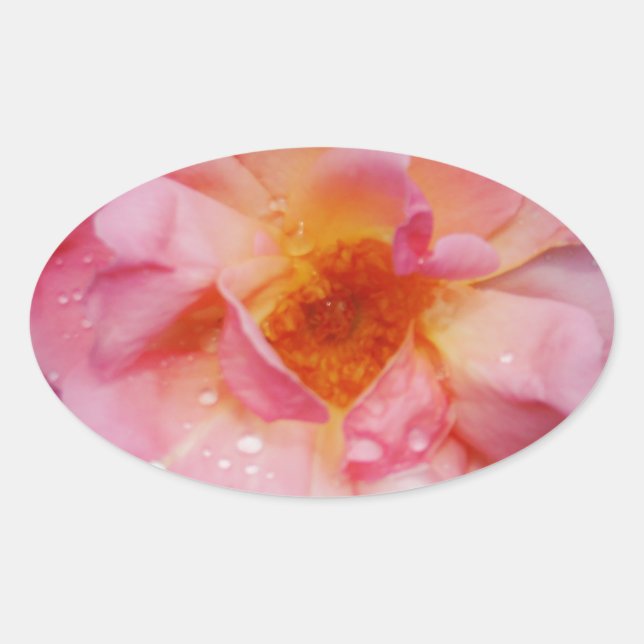 Pink Rose w/ Dew Drops Black Background Oval Sticker (Front)